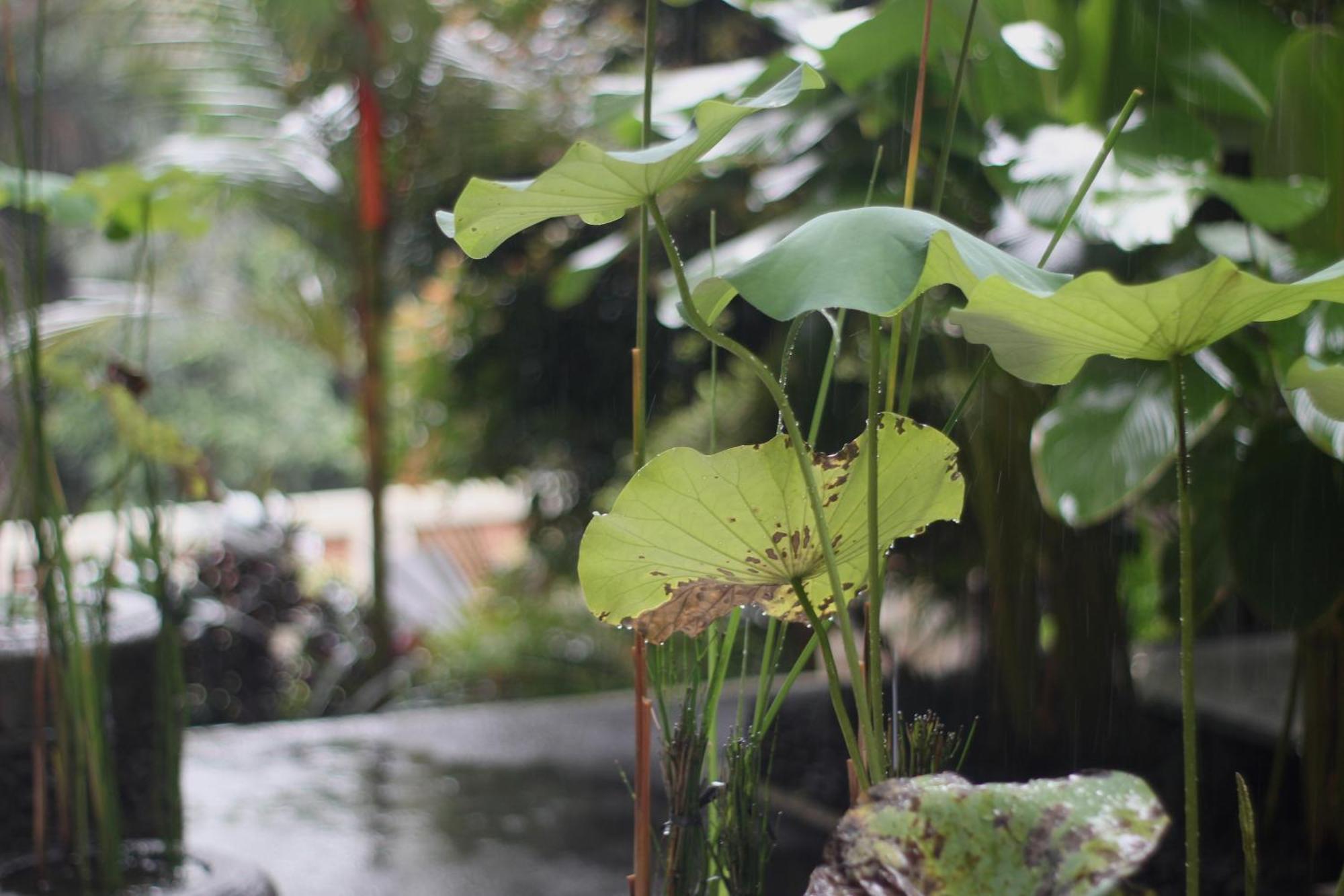 Hanaka Riverside Ubud Luaran gambar